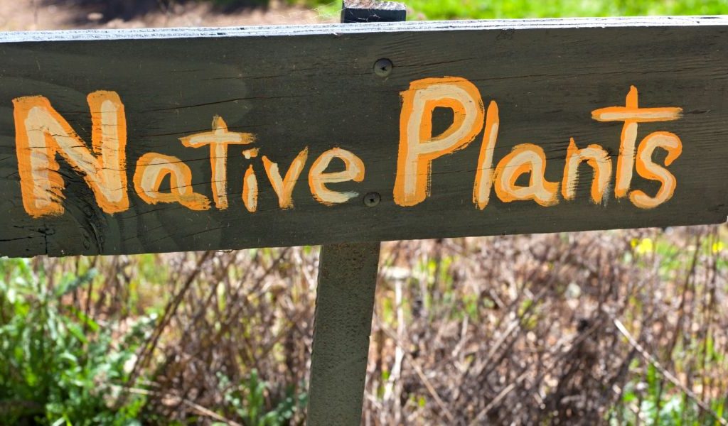 Native Plantings and Memorials